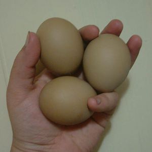 F1 Olive Egger eggs