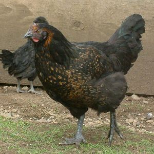 3/4 Marans 1/4 Polish pullet