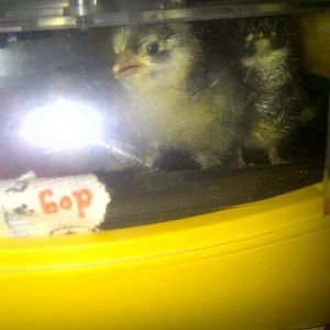 barred cochin chicks