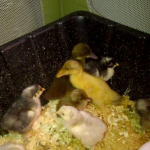 blue, black and splash cochins and our ducklings