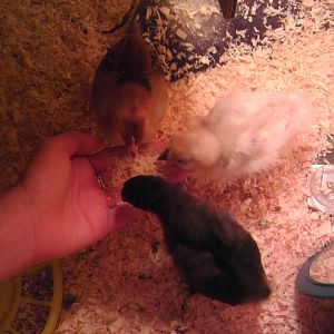 Feeding them oatmeal out of my hand :)