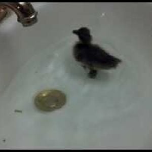 lucky big duck bath
