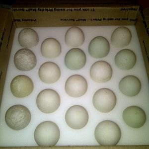 Eggs?