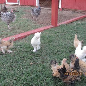 Those big chickens feel better with the Bantams locked up!