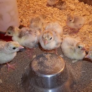 Turkey Poults