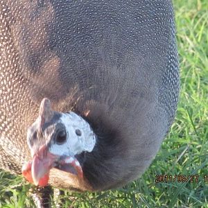 Guinea hen