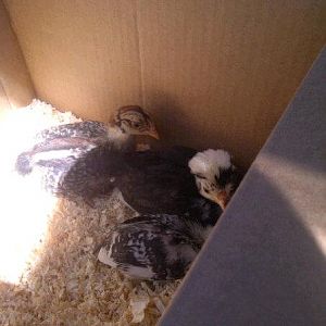 The day we picked up our chicks.
about 4 weeks old