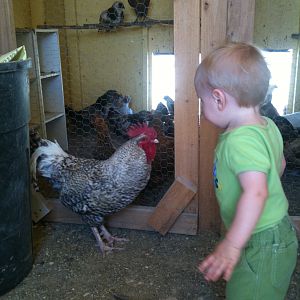 My daughter checking out one of our maran roosters