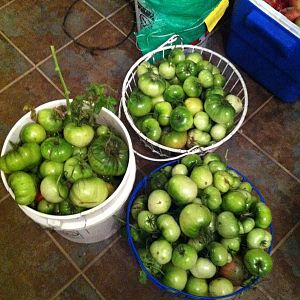 a frenzied tomato harvest before the first frost last year