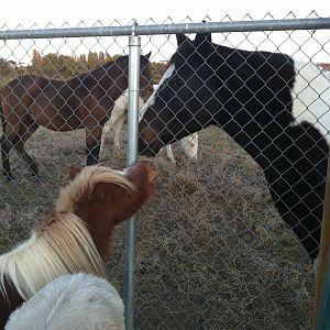 My boy Cash and the neighbor horses