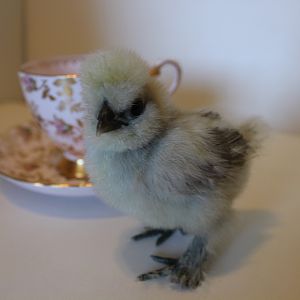 April 21, 2012
11 Days Old