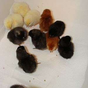 Our first feathered babies.