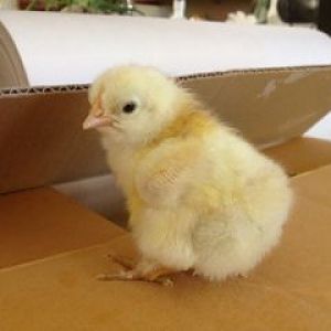 4:12 Golden Cuckoo Marans