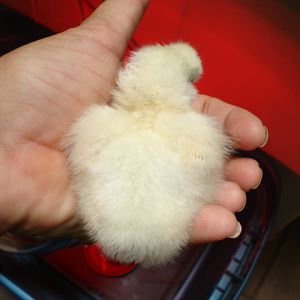 one day old  white silkie bantam