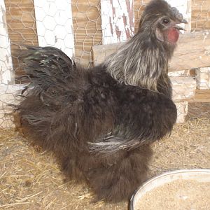 Black Silkie Roo