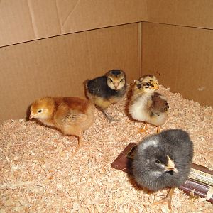 Our Girls