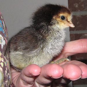 This is the little EE/Brabanters cross that was born first! Hours old.