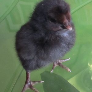 Here is the Brabanters/Black Copper Maran cross at two days.