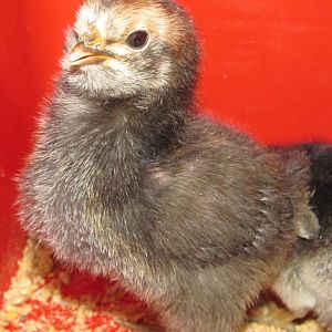 EE/Brabanters cross at four days old.