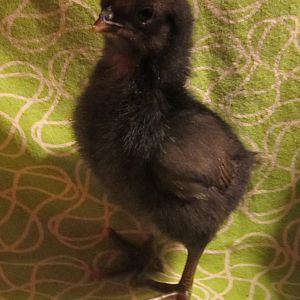 Here is the Brabanters/Black Copper Maran cross at five days.