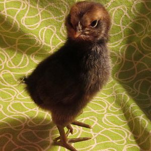 Buff Orpington or the Rhode Island Red cross with Brabanters at five days old.