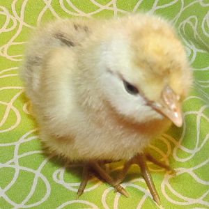 Appenzeller Spitzhauben/Brabanters cross at five days old.