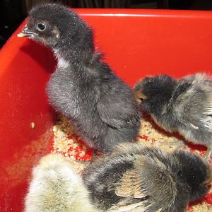 This Black Copper Maran/Brabranters cross is showing all the boy tendancies! Five days.