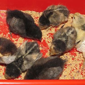 All the chooks at five days.