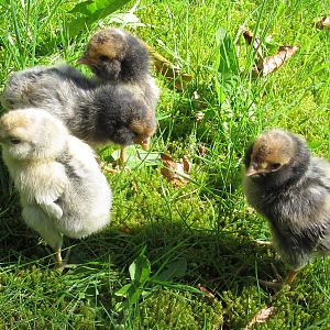 Five days old - we went outside for a few minutes. They had no idea what to do and stood very still for the pics =)