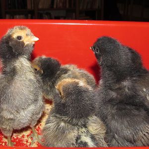 Five days old.