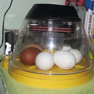 Brinsea Mini Advance fully digital 7 egg incubator - loaded with seven eggs. Three eggs were pure Brabanters, one was an Appenzeller Spitzhauben (hen) by Brabanters (rooster) cross. The following eggs were fertilized by an Appenzeller Spitzhauben. The dark brown egg came from the Black Copper Marans, the pink egg came from an Easter Egger, and the medium brown egg came from either the Buff Orpington or the Rhode Island Red.