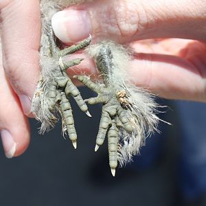 Zorro X Zelda breeding = chick with missing end knuckle and nails.