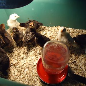 flock about 2 weeks old, happy, healthy and just full of beans, lol