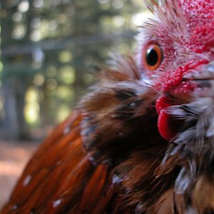 Joker, one of my D'uccle Mille Fleurs.