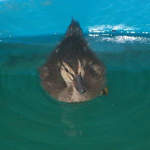Bumble, my Gray Call Duck when she was about two weeks old.