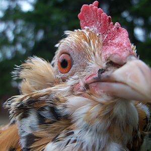 Looney, one of my D'uccle Mille Fleur hens