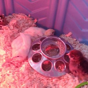 My new baby chicks 2 Leghorns @ 1 week old and 4 day old Ameraucanas