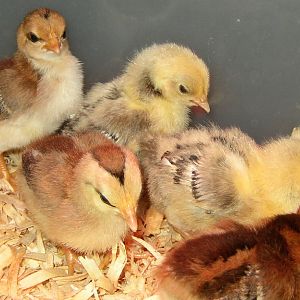 Babies! Bought 4/20/2012 from the "Bantam Special Straight Run" bin at the feed store. I'm in love.