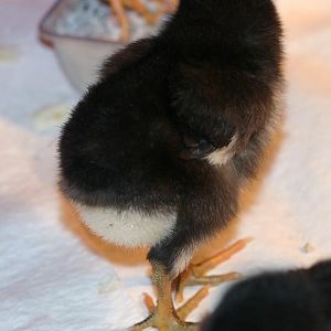 cute penguin bum