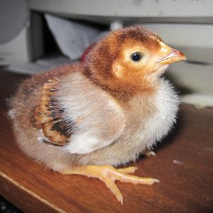 RUSTY AT 3-WEEKS