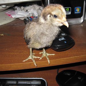 MOMO AT 3 WEEKS