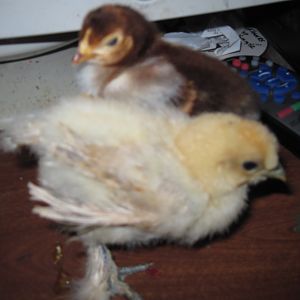 RUSTY AND SILKIE AT 3-WEEKS