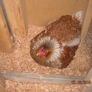 Random pictures 025.jpg  My first broody hen, and who got me started incubating!  Little stink!!