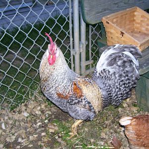 Rocky Rooster...AKA Puff Daddy !