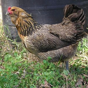 A REAL Ameraucana chicken according to the Ameraucana breed standards - the kind that I currently own