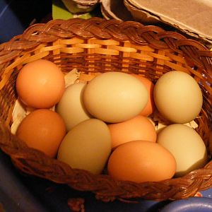 Egg basket