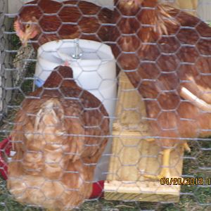 in early april we got our new coop and the girls also arrived...their names are Reds..