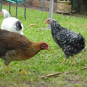 Freckles, 18 week old Ancona hen