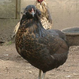 "Josephine Jr" a very nice Araucana pullet, "Marango" in the background.