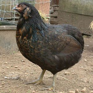 "Josephine Jr" a very nice Araucana pullet